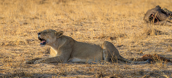 Lion