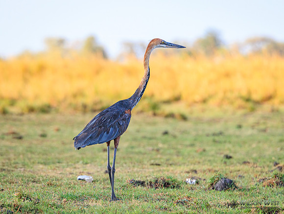 Purple Heron