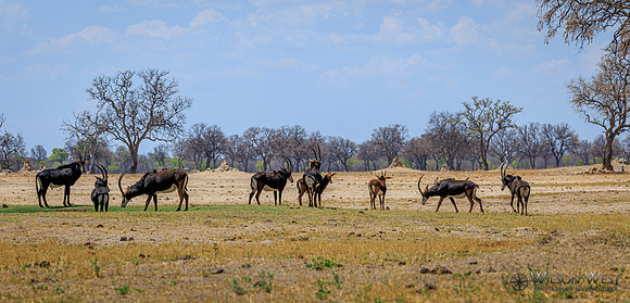 Sable Antelope