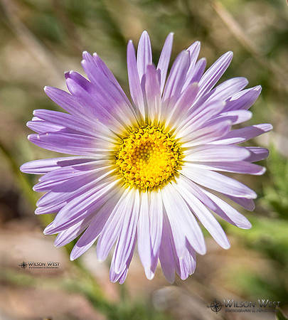 Mojave Aster