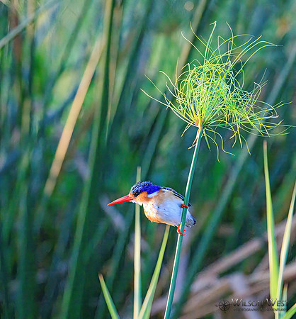 Malachite Kingfisher