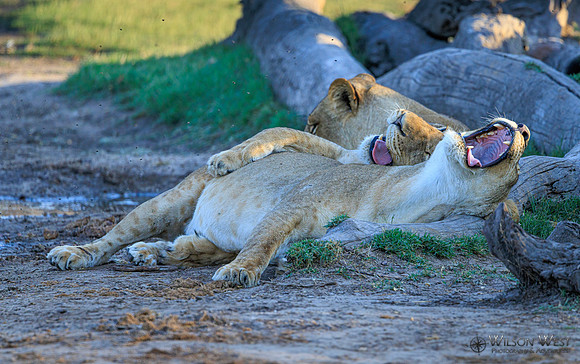 Lion