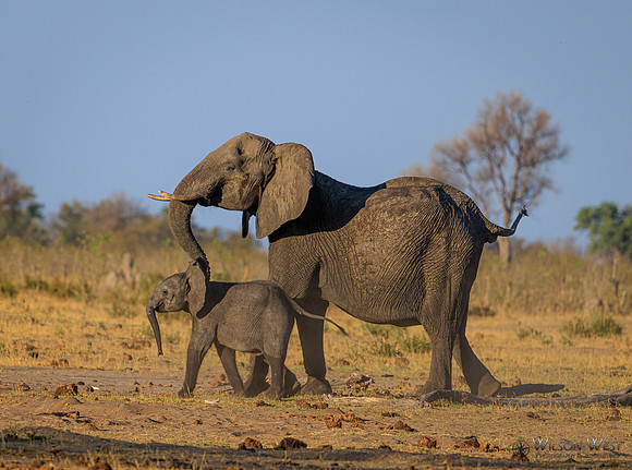 Elephant