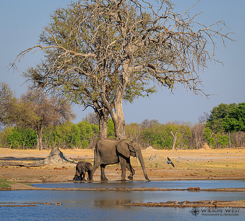 Elephant