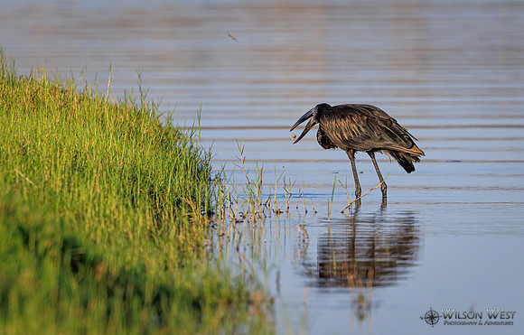 Openbill Stork