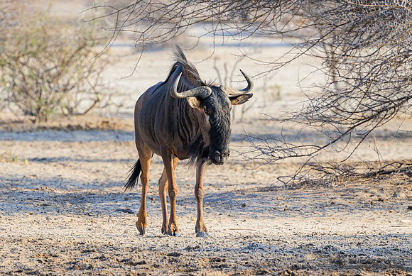 Blue Wildebeest