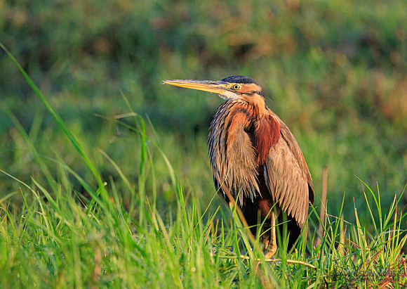 Purple Heron