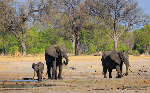 Elephant
