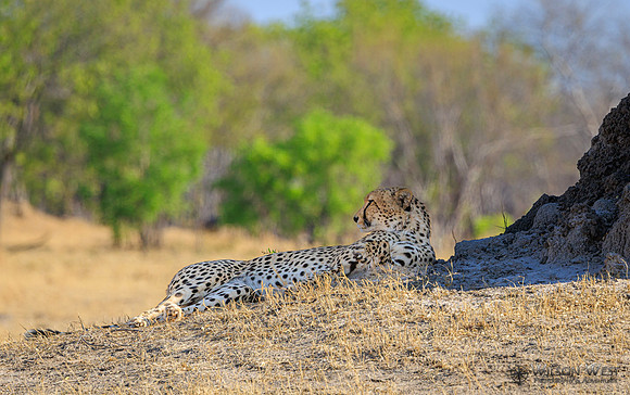 Cheetah