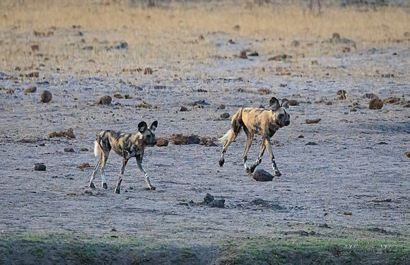 African Wild Dog