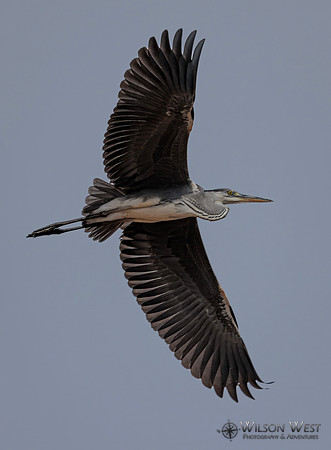 Gray Heron