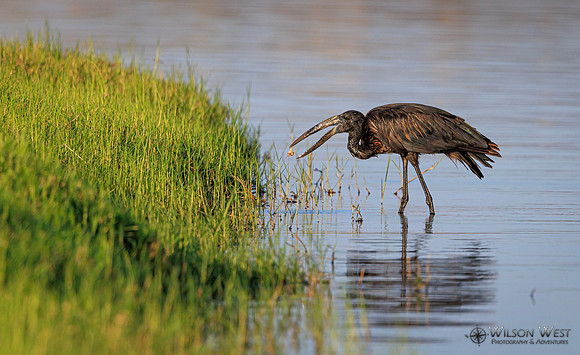 Openbill Stork