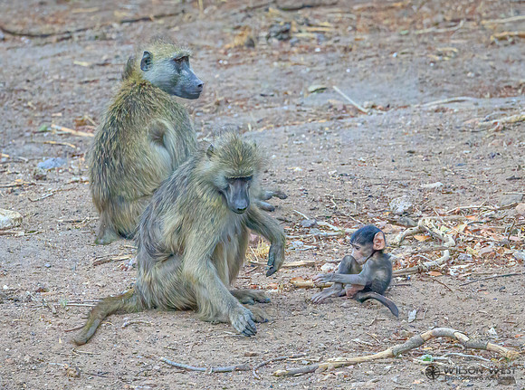 Baboon