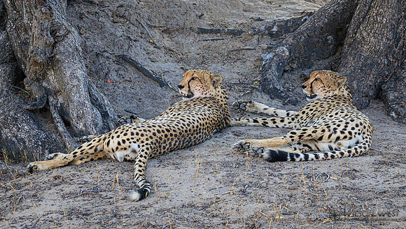 Cheetah