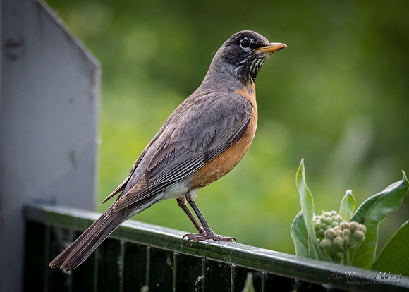 Robin
