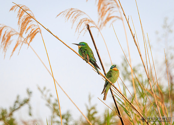 Blue-cheeked Bee-eater