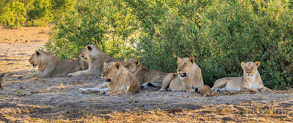 Lion