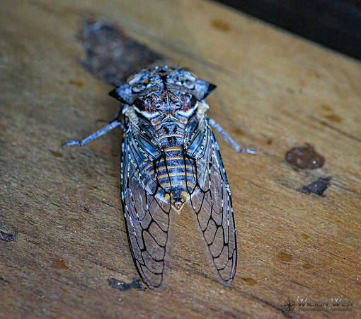Cicada