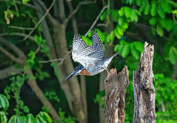 Giant Kingfisher