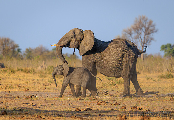 Elephant