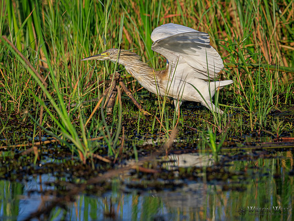 Squacco Heron