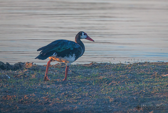 Spur-winged Goose
