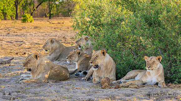 Lion