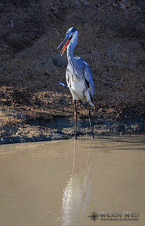 Gray Heron