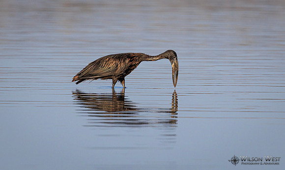 Openbill Stork