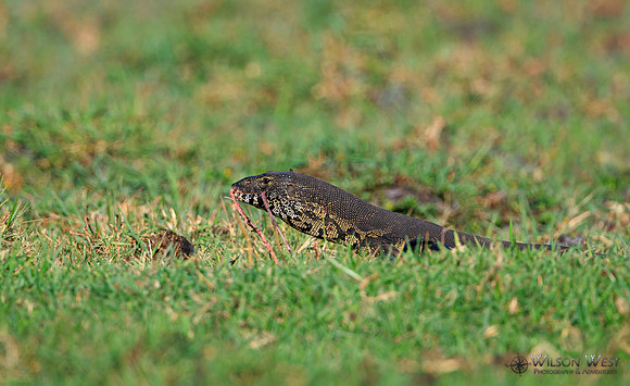 Water Monitor