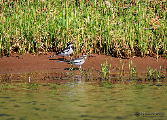 Wagtail