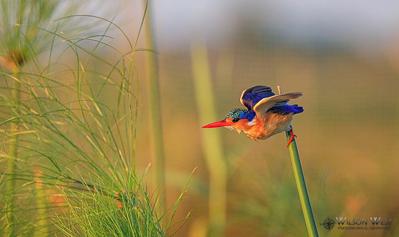 Malachite Kingfisher