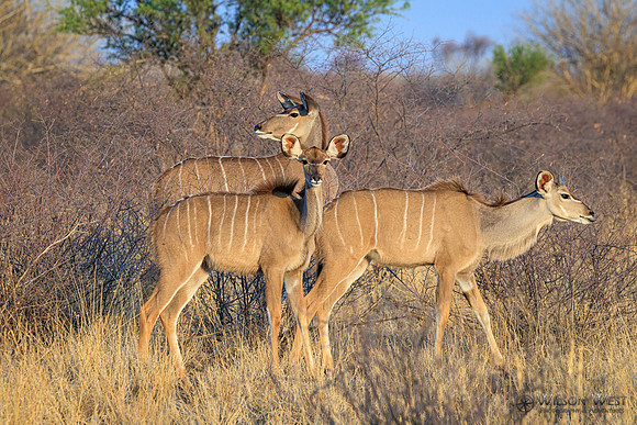 Greater Kudu