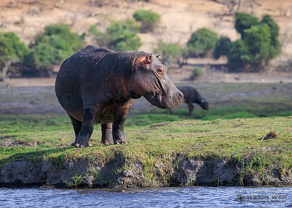 Hippopotamus