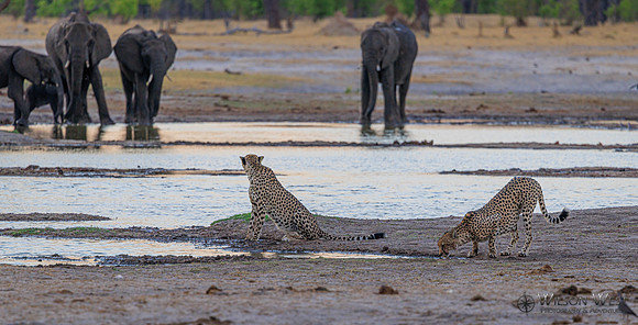 Cheetah