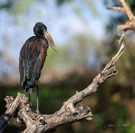 Openbill Stork