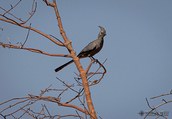 Gray Go-away-bird