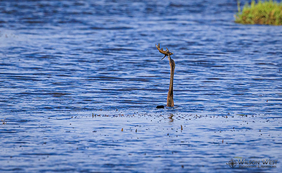 African Darter