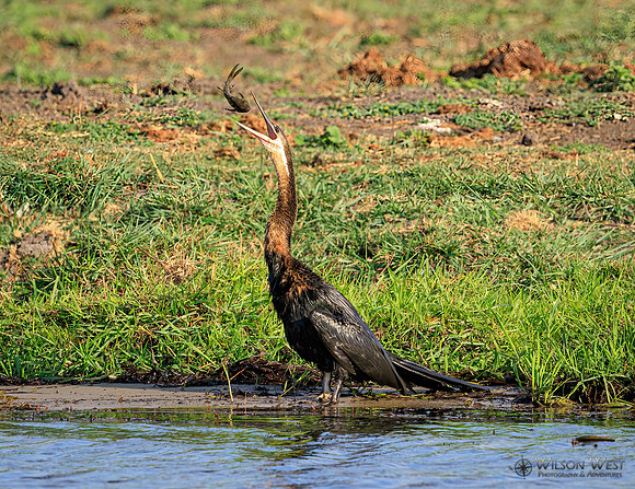 African Darter
