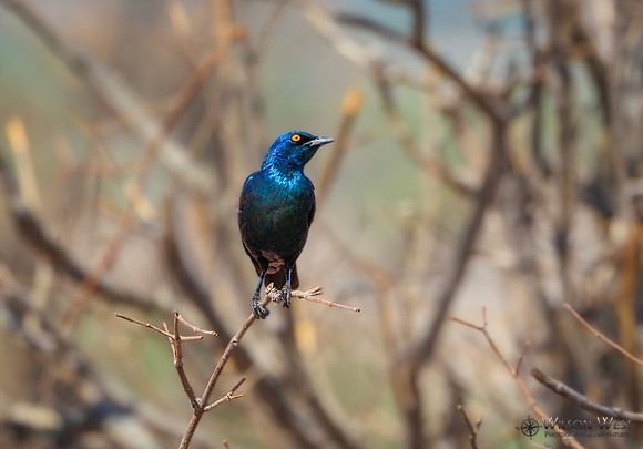 Cape Starling