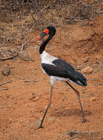 Saddle-billed Stork
