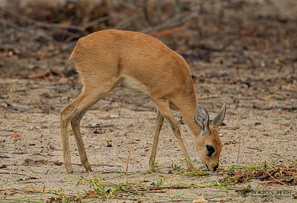 Steenbok