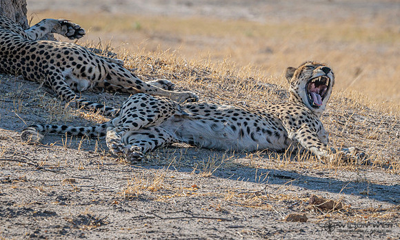 Cheetah