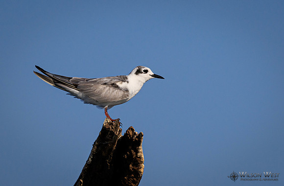 Whiskered Tern
