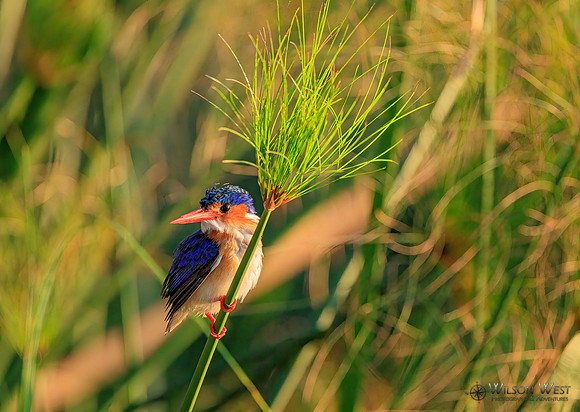 Malachite Kingfisher