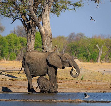 Elephant