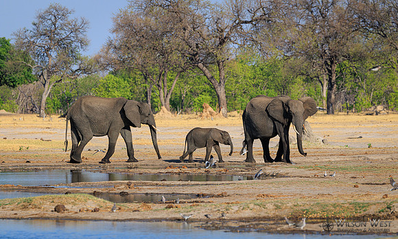 Elephant