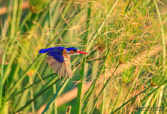 Malachite Kingfisher