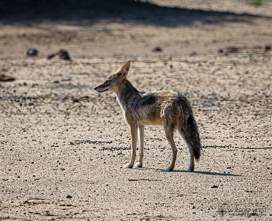 Black-backed Jackal