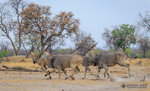 Eland